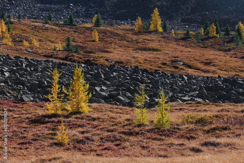 Vibrant autumn colors. Red grass and yellow trees under blue sky  in Cathedral Lakes Park. Ocanagan. Keremeos. British Columbia. Canada photo