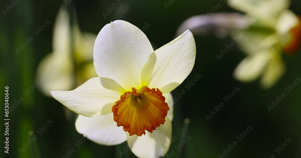 beautiful yellow daffodils close-up in the garden, blooming daffodils to decorate the house territory beautiful yellow daffodils close-up in the garden, blooming daffodils to decorate the house territory