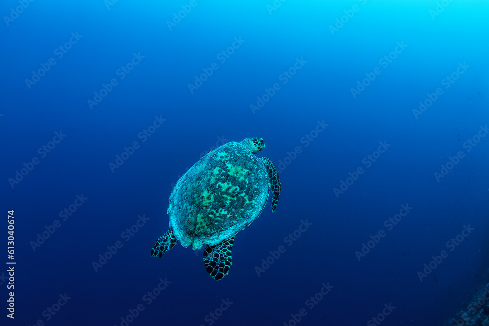 Φωτογραφία A sea turtle heads for the surface for a breath of air in the clear waters of Ra