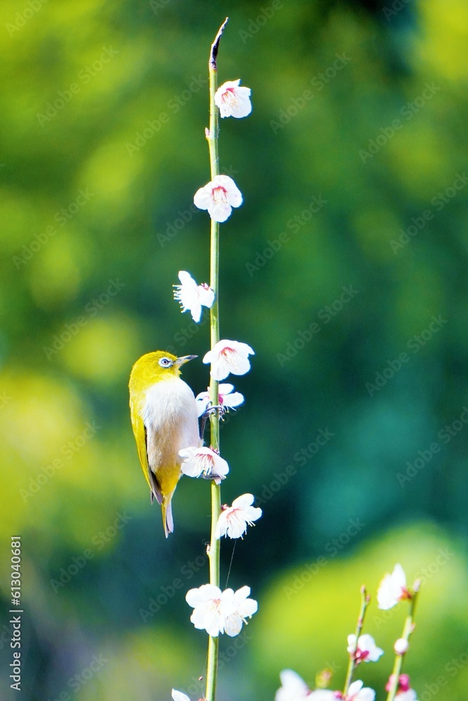 Φωτογραφία 満開の白梅の花の枝にとまる緑色のメジロという名前のかわいい小鳥、縦