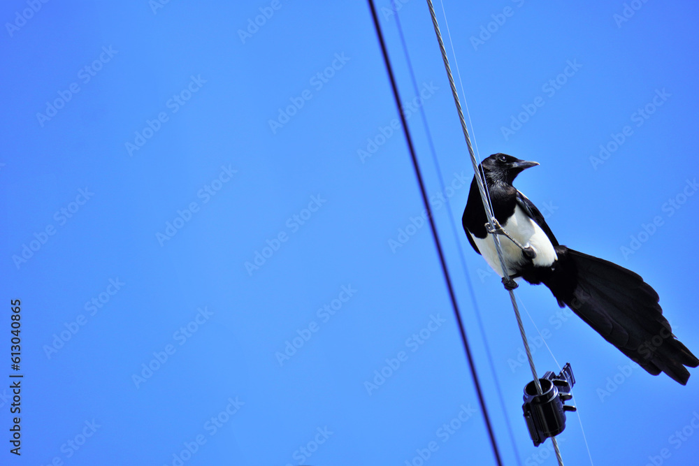 下から撮影した電線にとまる黒と白の幸運の鳥、カササギ