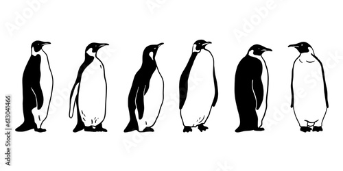 King Penguin. Monochrome vector illustration. Realistic animal