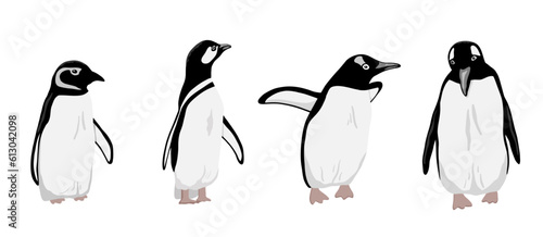 Cute Northern Penguin set. Flat vector illustration isolated on white. Polar animal