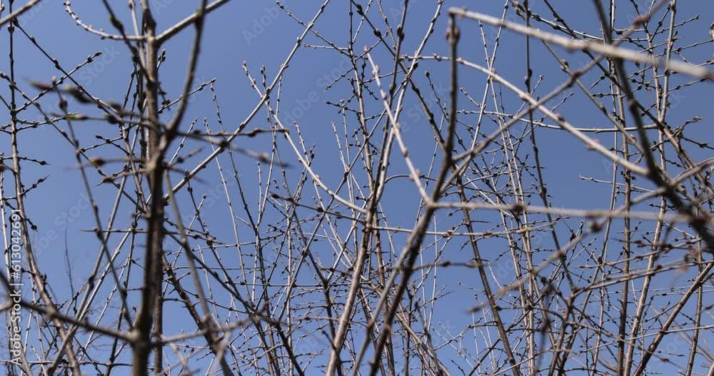 catalpa bignoniform tree in sunny weather in early spring, catalpa bignoniform tree without foliage in early spring