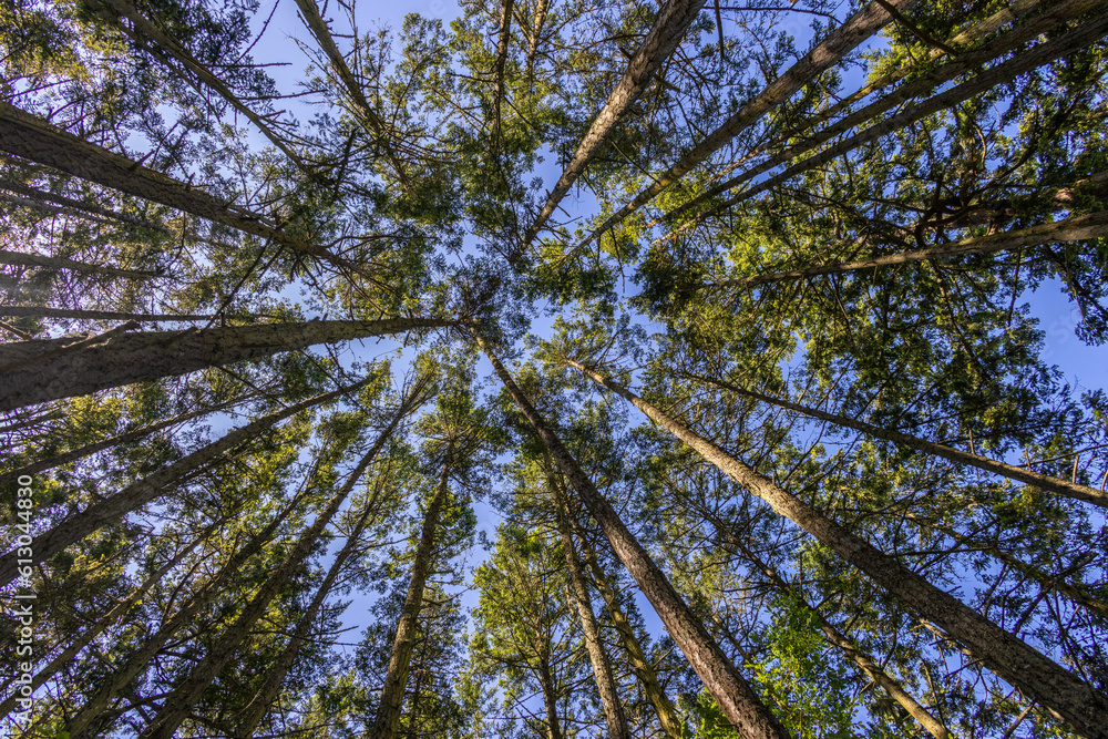 Fototapeta premium pine branches