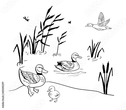 Flying duck, floating duck and duckling. Vector monochrome illustration pond bird. Nature scene