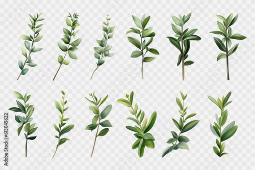 Basil branches 3d. Green stem with leaves. Set of isolated vector elements. Different branches of a fragrant plant. A bush of fresh basil. An ingredient for cooking and decorating food, garden herbs. 