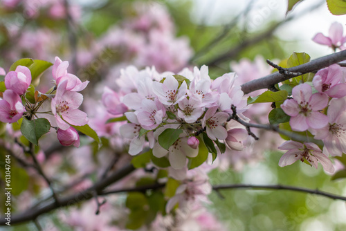 Pink  flowers  tree  bautiful Blossom  sping time