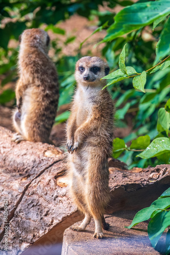 Two cute curious meerkats stand on their hind legs on a sandy hill and look away.