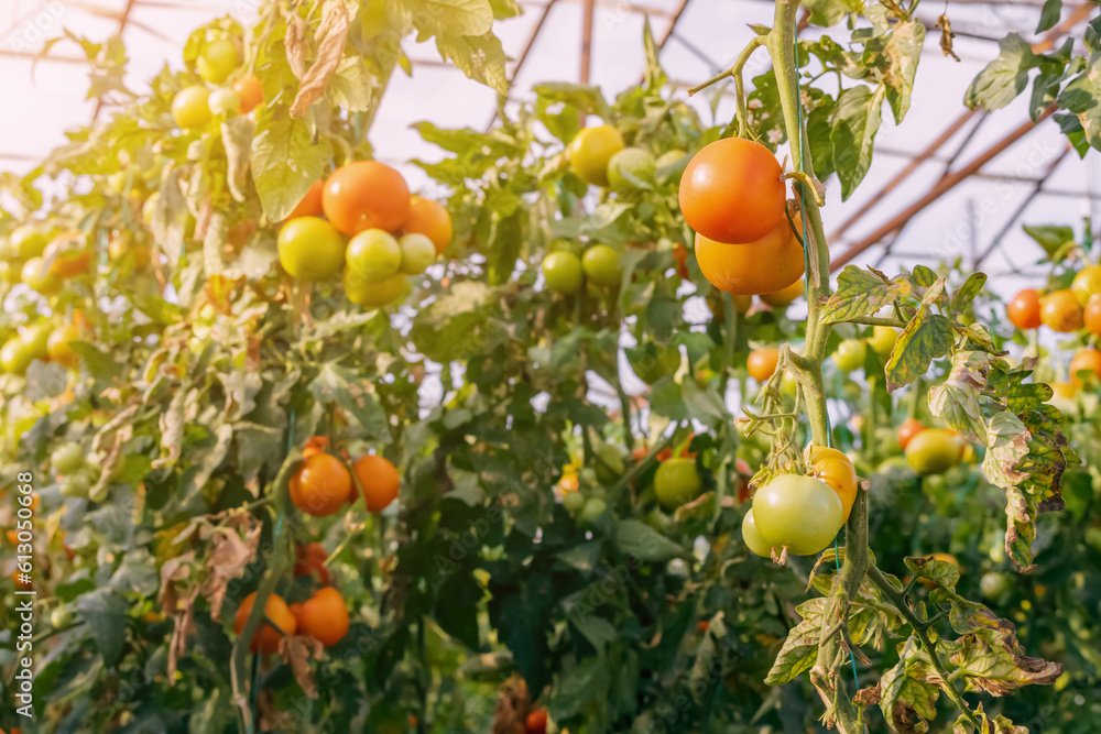 Ripening tomatoes in a simple rustic and farm greenhouse