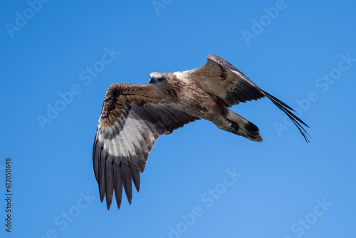 A young White-bellied Sea Eagle flying over Mallacoota Inlet this morning in the clear blue sky