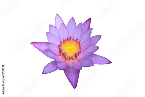 Blue lotus flower. purple color water lily  known as nymphaea nouchali stellata isolated