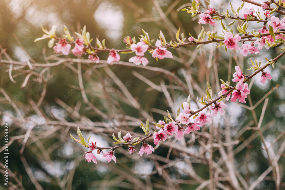 Closeup view of blooming tree at early spring. Closeup view of blooming tree at early spring.