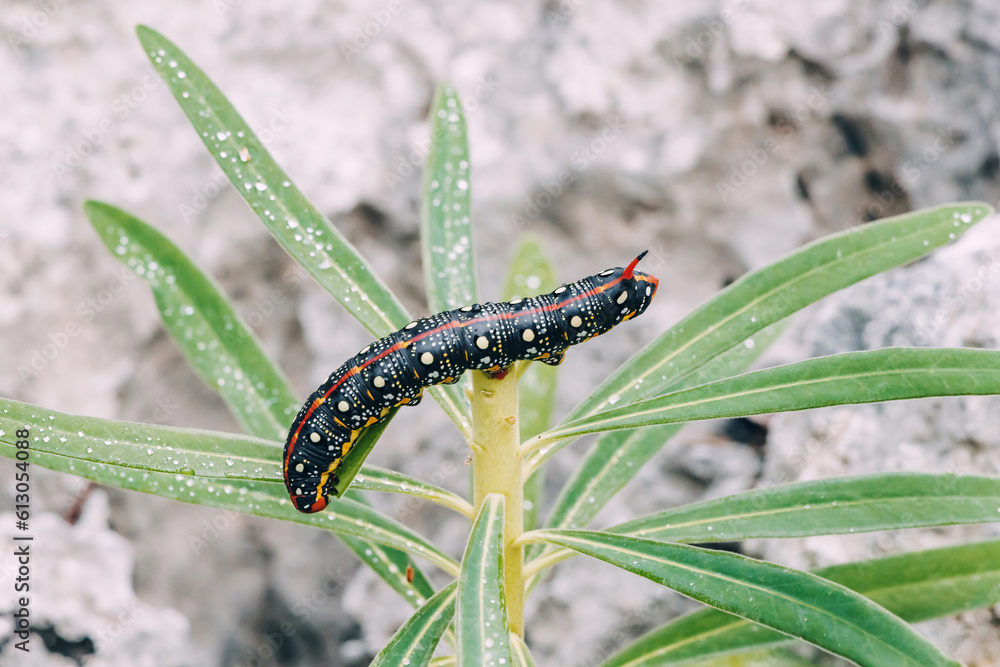 sphingidae caterpillar on a green leaves sphingidae caterpillar on a green leaves