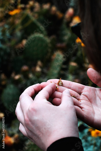 hands holding a bunch of cactus flowers