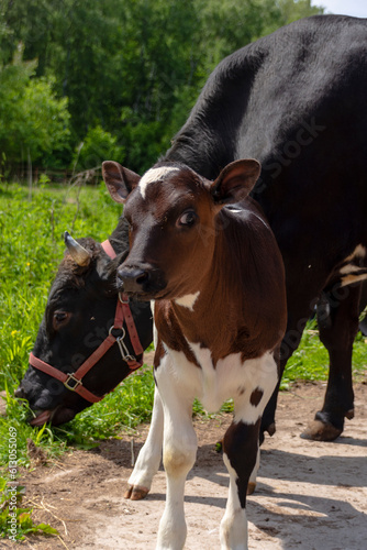 A mottled calf stands next to a cow and looks fearfully into the camera.