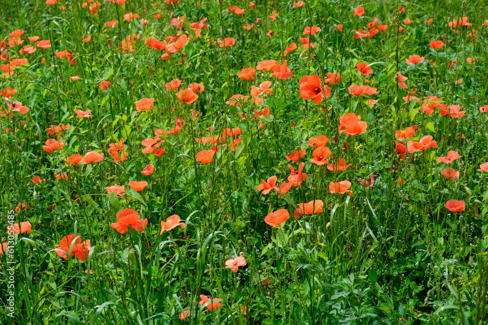 Growing red poppies on blurred green background