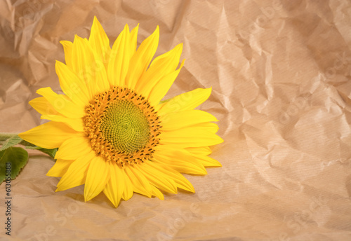 Background with sunflower flower on beige paper