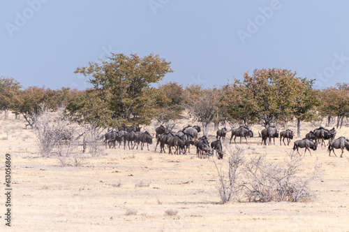 Telephoto shot of a herd of blue wildebeest - Connochaetes taurinus- trekking across the plains of Etosha national Park  Namibia.