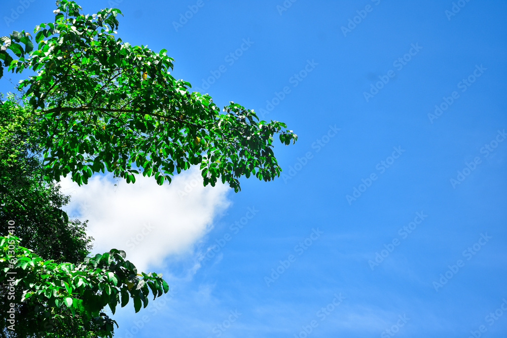Fototapeta premium Leaves against a sky background (Suitable for a text background)