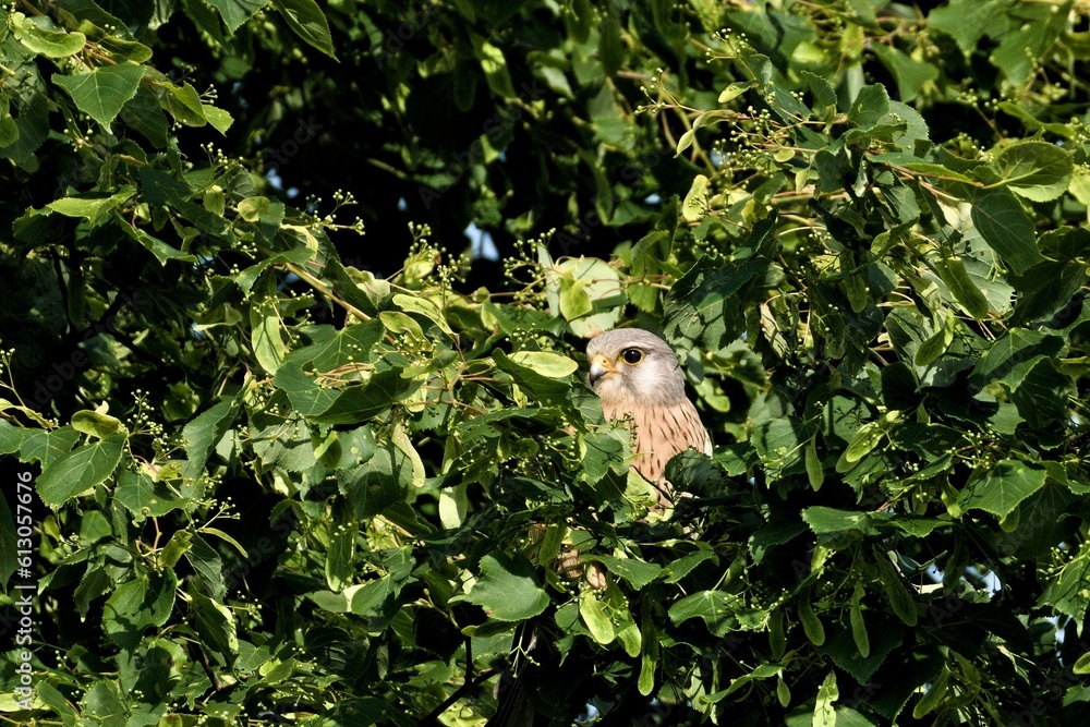 Obraz premium Falco tinnunculus aka commont kestrel is sitting hidden in the tree. Very nice coloured bird of prey, quite common in Czech republic. Tiger pattern coloured body. 