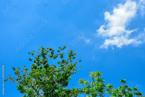 Leaves against a sky background  Suitable for a text background 