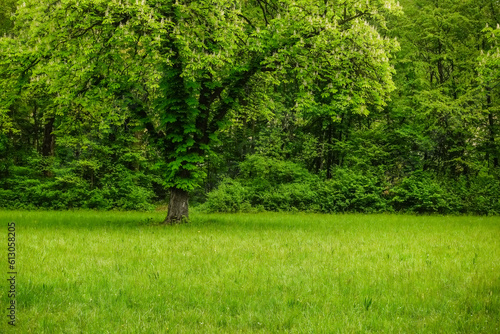 tree on a a green meadow in the forest during hiking