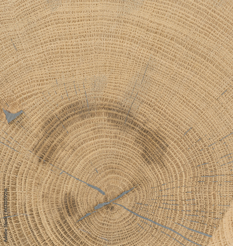 Fototapeta premium cut tree with growth ring