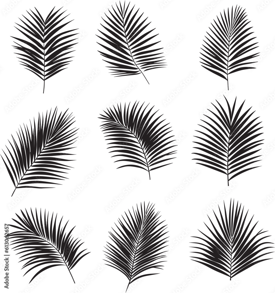 coconut leaf vector illustration 