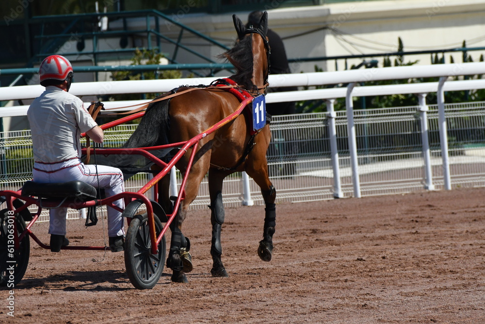 course de chevaux en trot attelé
