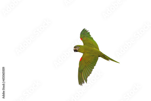 Hahn macaw parrot flying isolated on transparent background png file	 photo