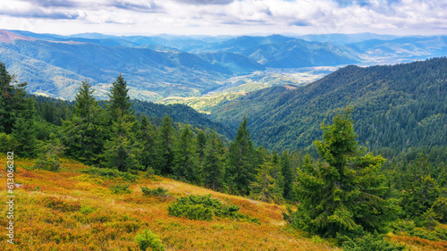 trees on the grassy hill. mountainous carpathian countryside in early autumn. sunny day with clouds on the sky