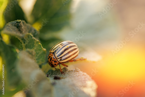 Closeup of colorado insect, potato beetle on potato foliage in nature, sunset background