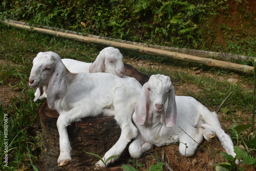Farming goat jamunapari vs sanan crossed photo