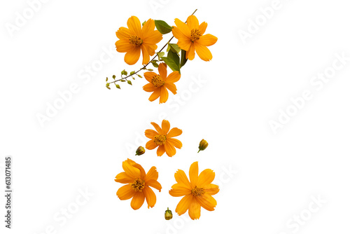 orange flowers cosmos local flora of asia arrangement flat lay postcard style