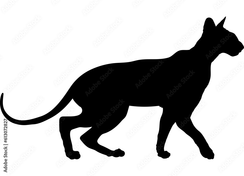 Peterbald cat silhouette cat breeds vector 