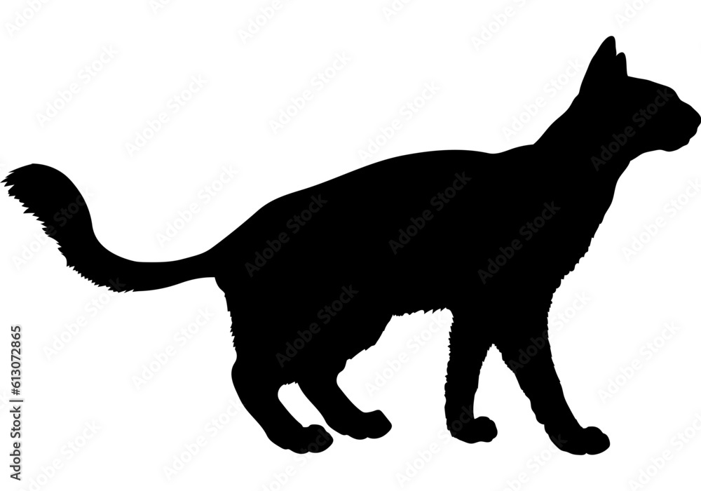  Javanese cat silhouette cat breeds vector 