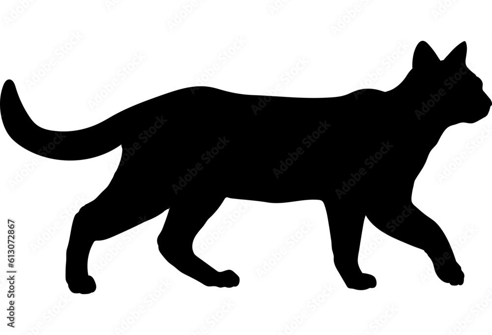 Cyprus cat silhouette cat breeds vector 