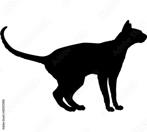 Oriental Shorthair cat silhouette cat breeds vector  © Pony 3000