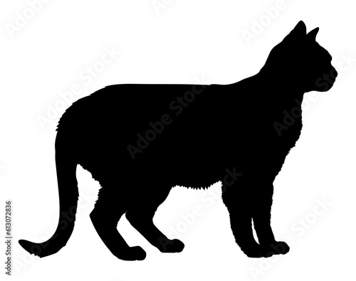 Australian Mist cat silhouette cat breeds vector 
