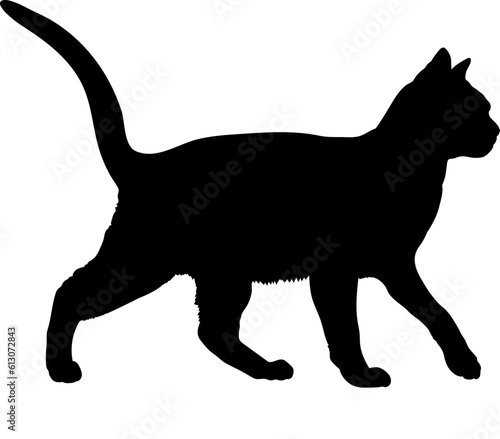 Photography Burmese cat silhouette cat breeds vector