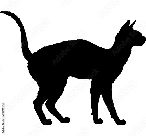 Cornish Rex cat silhouette cat breeds vector 
