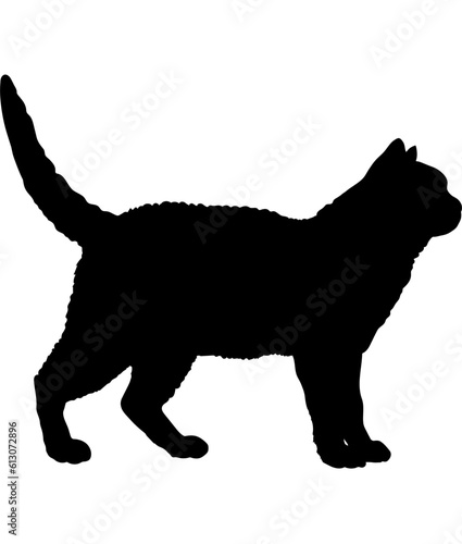 American Wirehair cat silhouette cat breeds vector 