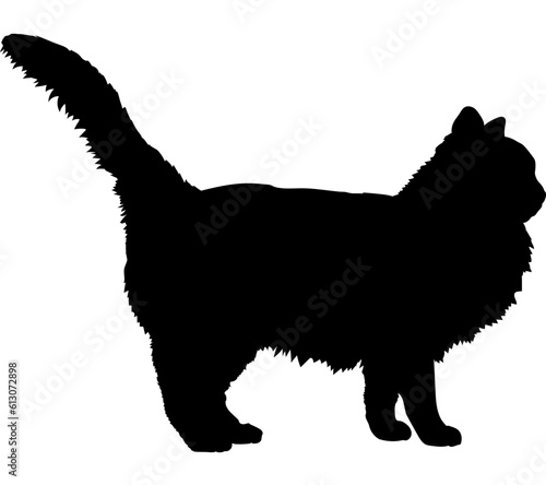 Birman cat silhouette cat breeds vector 