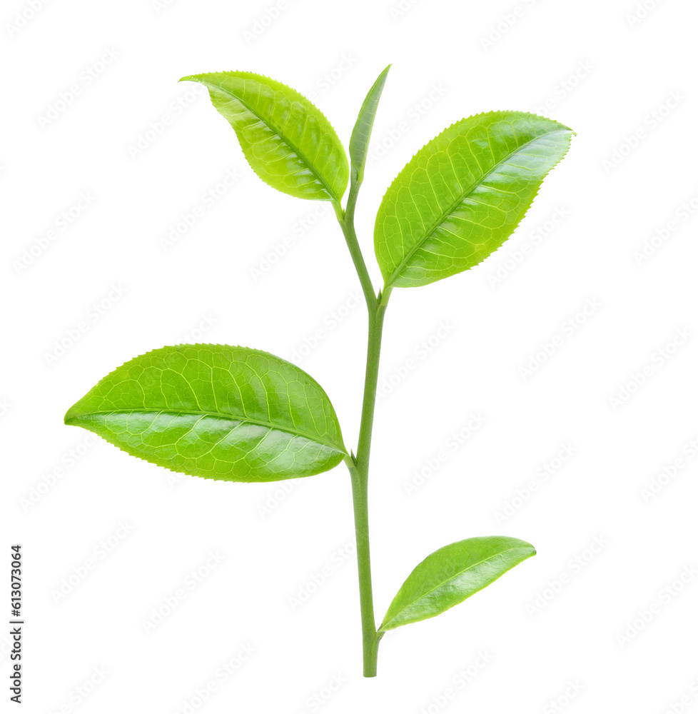 tea leaf isolated on transparent png tea leaf isolated on transparent png
