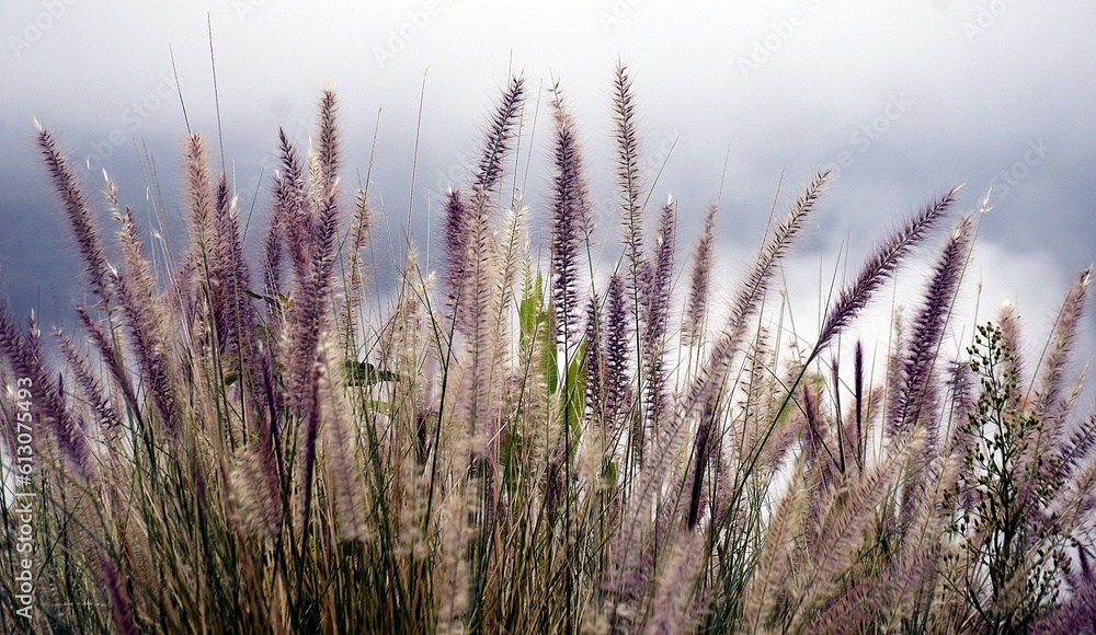 Fototapeta premium Grass flowers and mist on the mountain