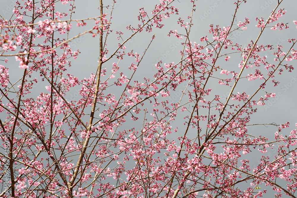Phaya suae flower or sakura flower in Thailand Phaya suae flower or sakura flower in Thailand