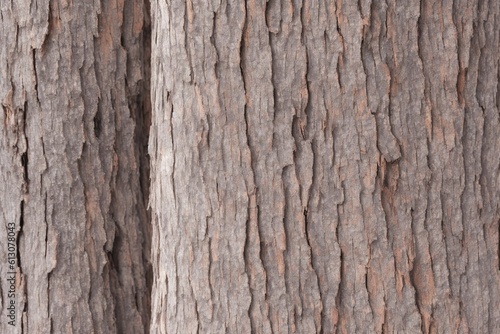 Tree bark background