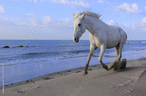 je reviens au galop