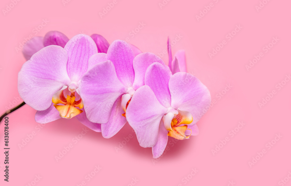 A branch of purple orchids lies on a pink background
A branch of purple orchids lies on a pink background